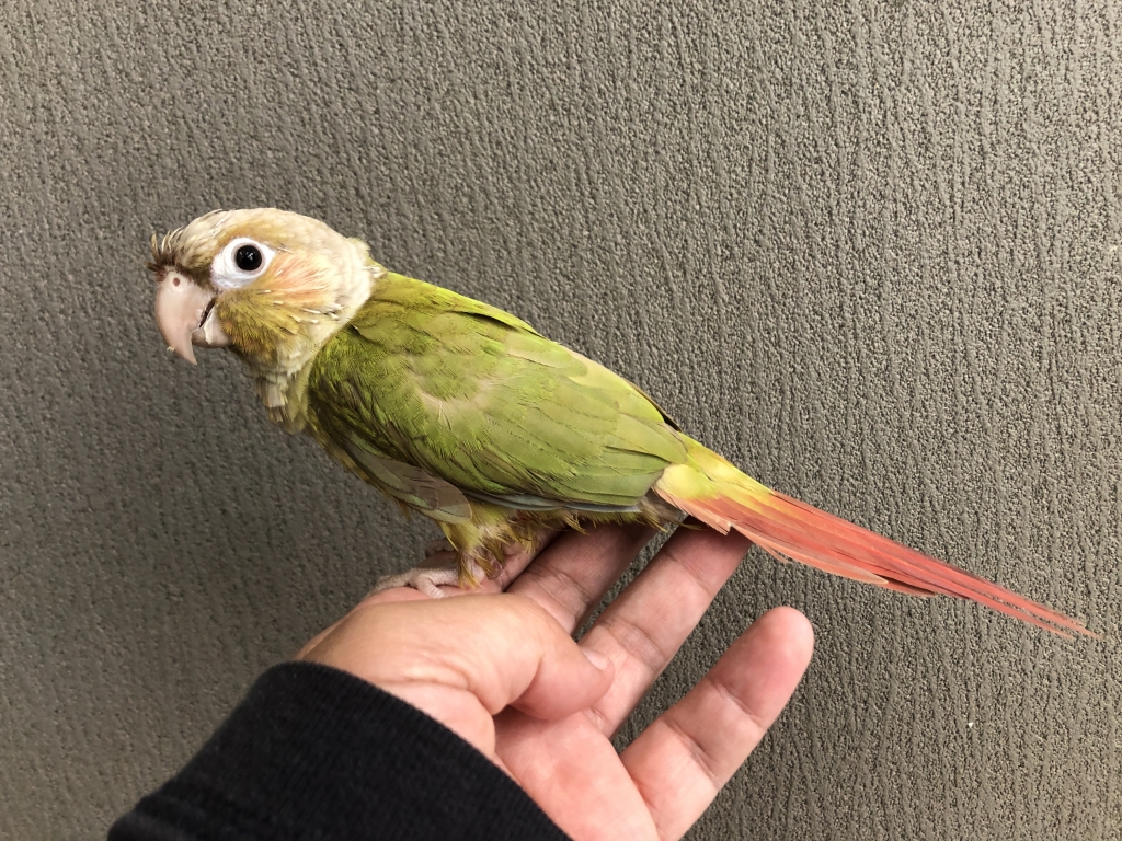 ウロコインコ シナモン | LOVEBIRDFUKUOKA（ラブバードフクオカ