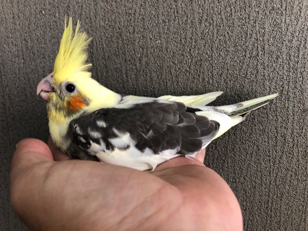 デカポンポンバード・オカメインコ 鳥沼ポンポンバード・オカメインコルチノー 汚い