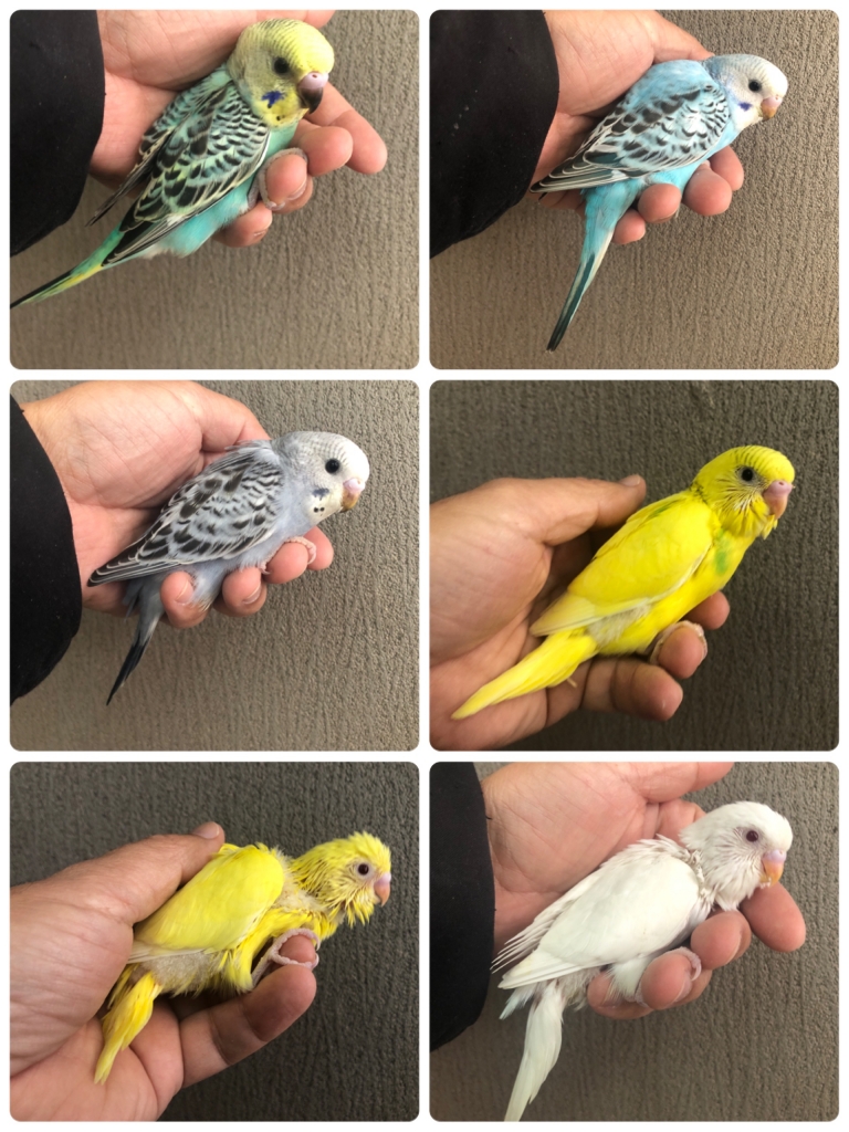 セキセイインコ ヒナ 手乗り | LOVEBIRDFUKUOKA（ラブバードフクオカ