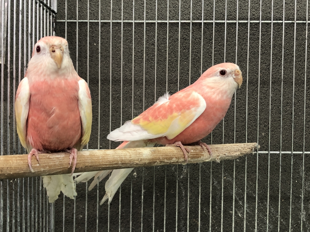 シロハラインコ　アキクサインコ（ルビノー）他 小型インコ】アキクサインコの性質・特徴や鳴き声と値段について