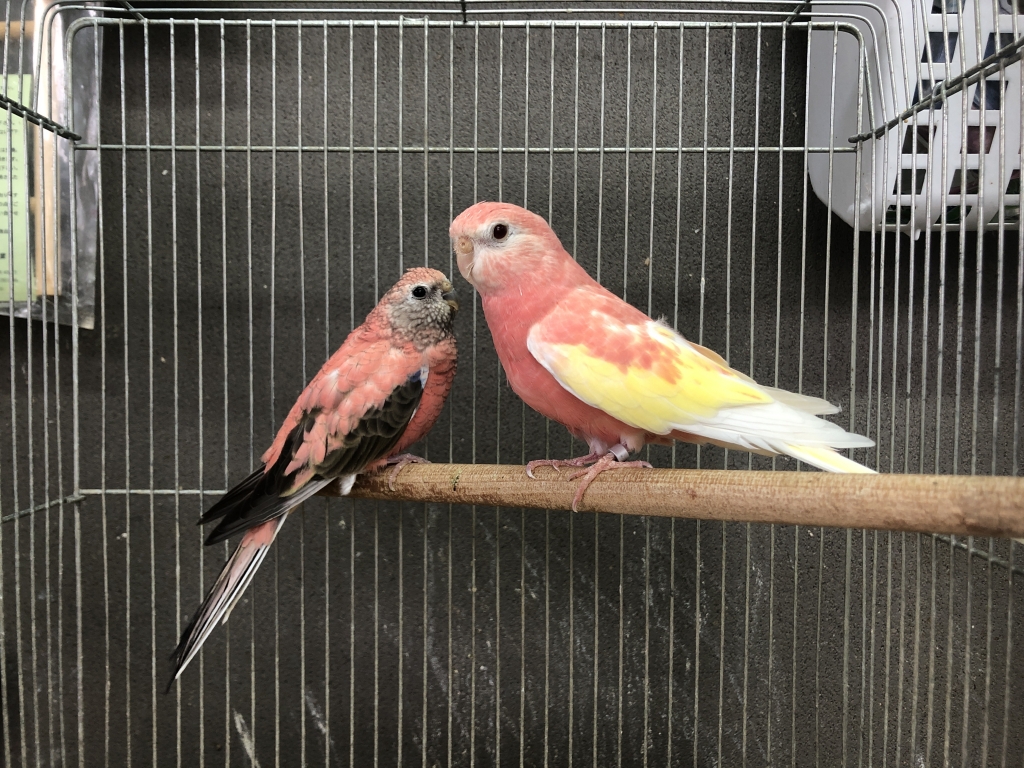 アキクサインコ ルビノー 🍑＋°｡