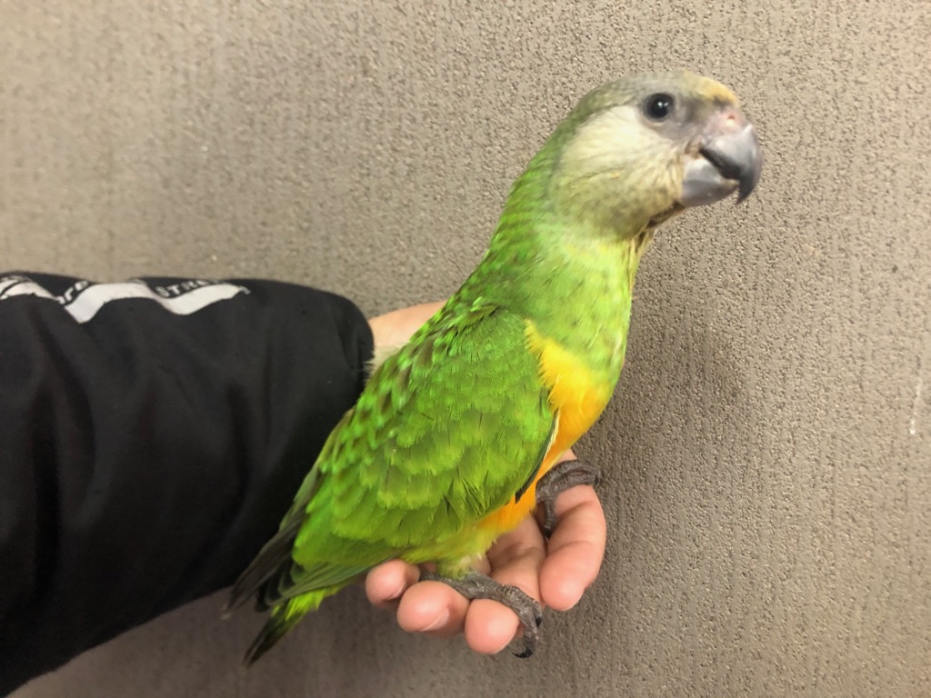 ネズミガシラハネナガインコ（セネガルパロット） ヒナ 手乗り ♀ 性別