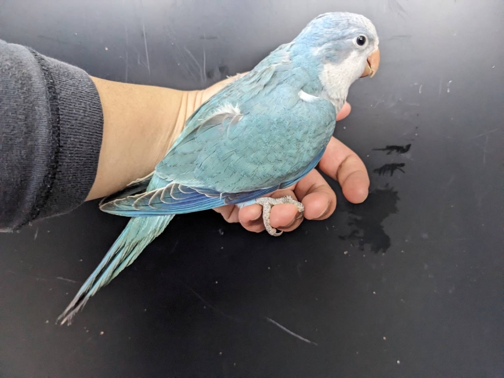 4月9日（火） | LOVEBIRDFUKUOKA（ラブバードフクオカ）-インコ
