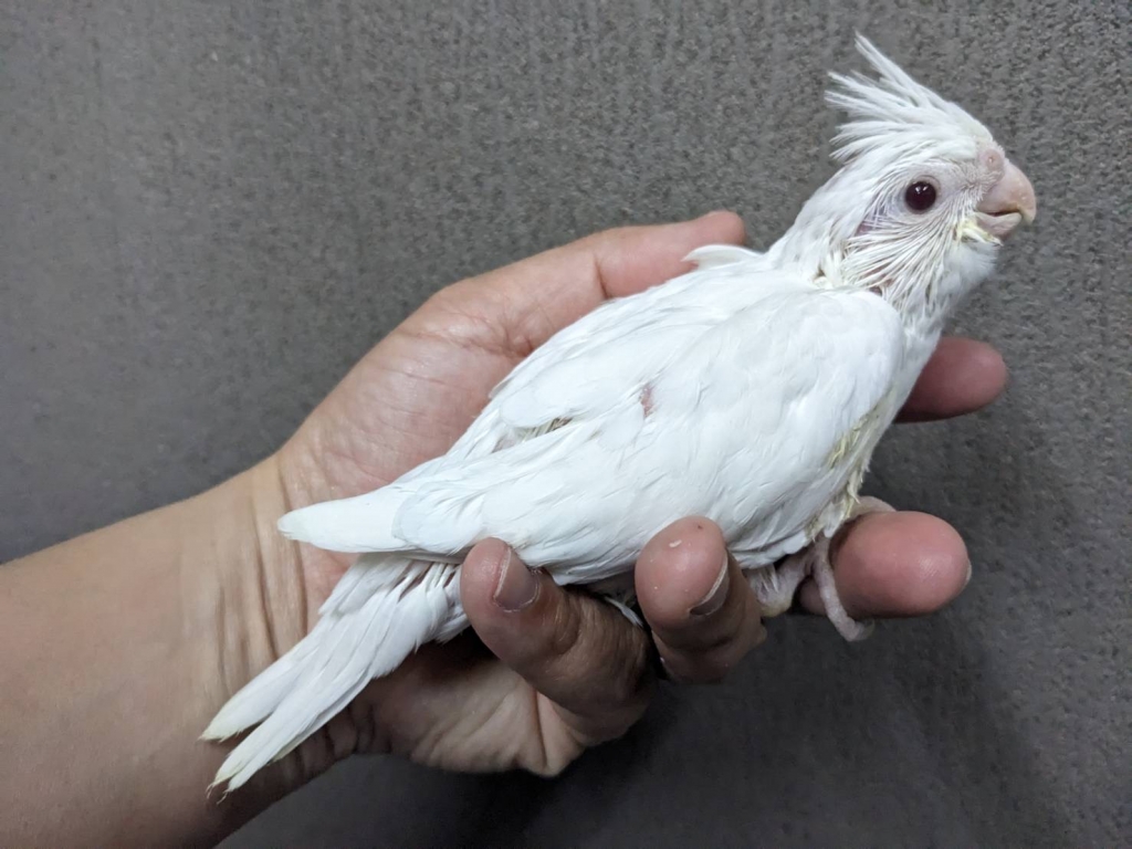 オカメインコ アルビノ ヒナ 手乗り | LOVEBIRDFUKUOKA（ラブバード