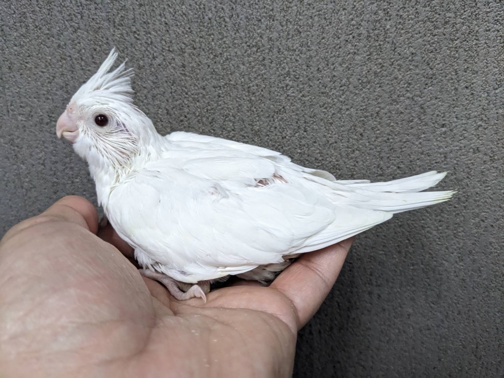 MARINE✧WHITEY✧フクロウさんのオルゴナイト♥Milkyさま❤専用です