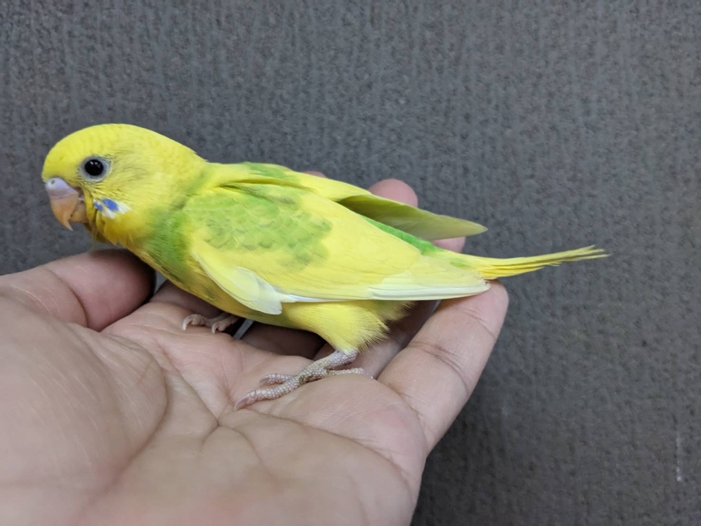 セキセイインコ スパングルパイドオパーリングリーン ヒナ 手乗り