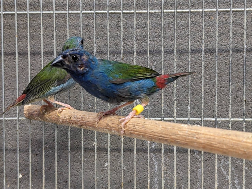 【1ペア】チモールフタオチョウ（チモール産） チモールセイコウチョウ ペア | LOVEBIRDFUKUOKA（ラブバード