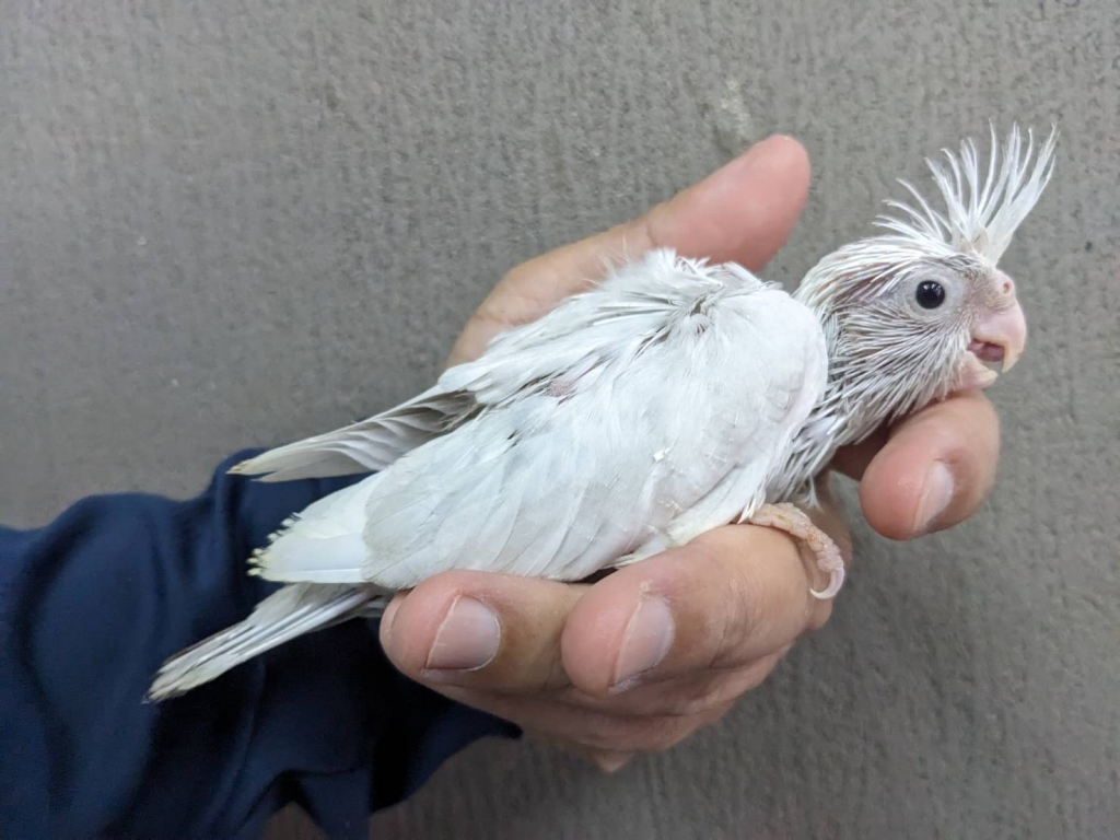 オカメインコ WFDSDF(ホワイトフェイスドミナントシルバーダブル