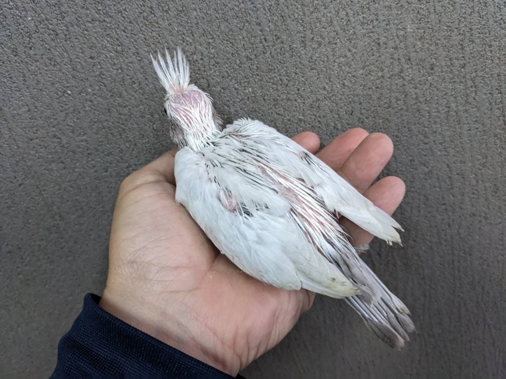オカメインコ WFDSDF(ホワイトフェイスドミナントシルバーダブル