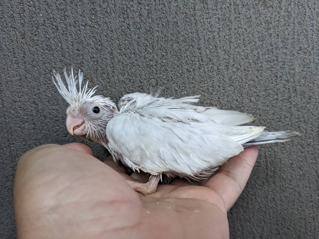 オカメインコ WFDSDF(ホワイトフェイスドミナントシルバーダブル