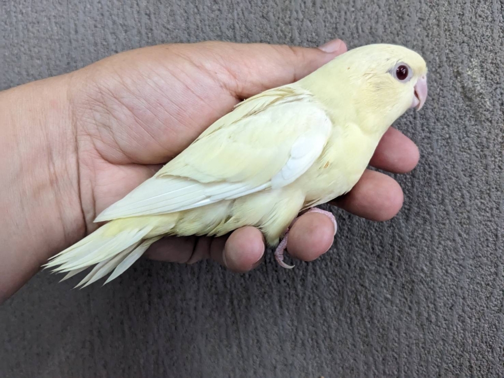 サザナミインコ クリームイノ ヒナ 手乗り | LOVEBIRDFUKUOKA