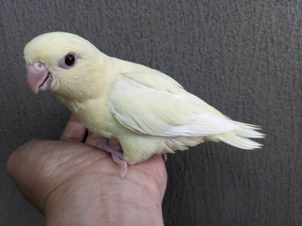 サザナミインコ クリームイノ ヒナ 手乗り | LOVEBIRDFUKUOKA
