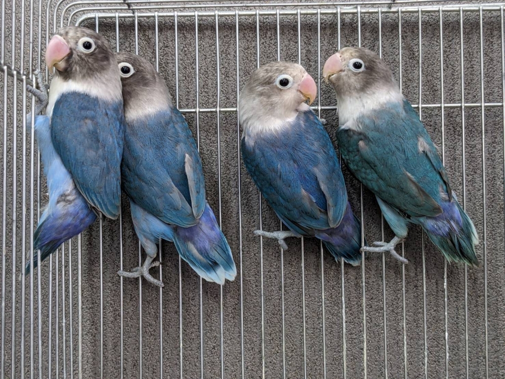 user_6cd345d3様　ブルーボタンインコ　コザクラインコ　桜文鳥　白文鳥 user_6cd345d3様 ブルーボタンインコ 桜文鳥