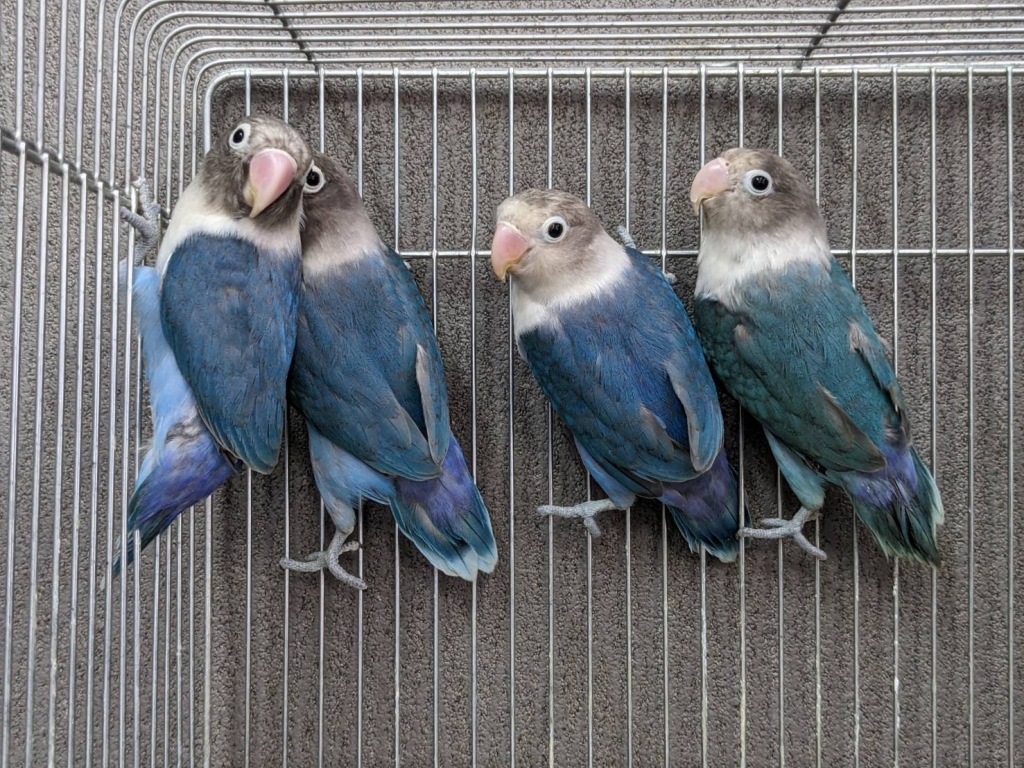 ブルーボタンインコ | LOVEBIRDFUKUOKA（ラブバードフクオカ）-インコ