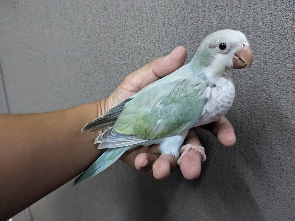 オキナインコ アクアブルーパリッド ヒナ 手乗り