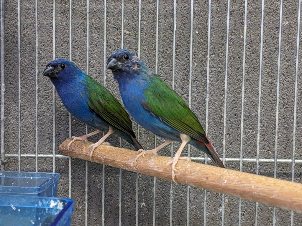 チモールセイコウチョウ ペア | LOVEBIRDFUKUOKA（ラブバード