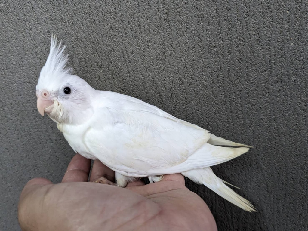 オカメインコ Amazon.co.jp: セイル 鳥リュック オカメインコ 約