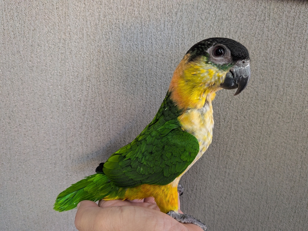 オラフ♡ 7月9日（水） | LOVEBIRDFUKUOKA（ラブバードフクオカ）-インコ