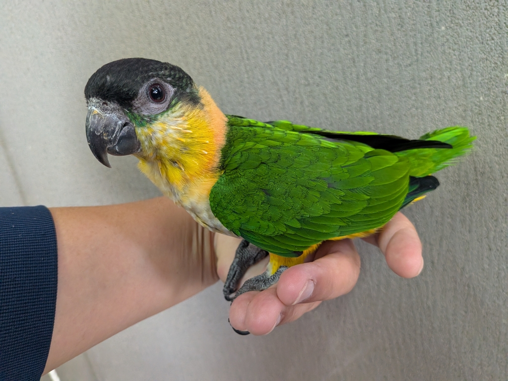 7月9日（水） | LOVEBIRDFUKUOKA（ラブバードフクオカ）-インコ