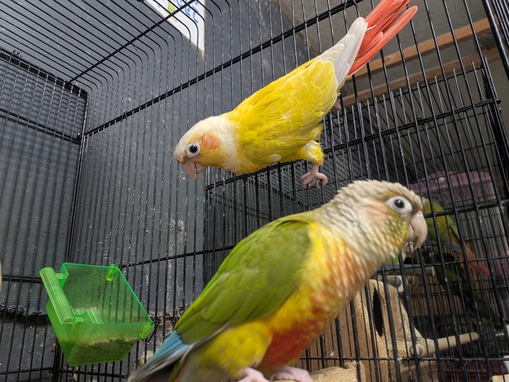ウロコインコ ペア サンチーク×パイナップル | LOVEBIRDFUKUOKA