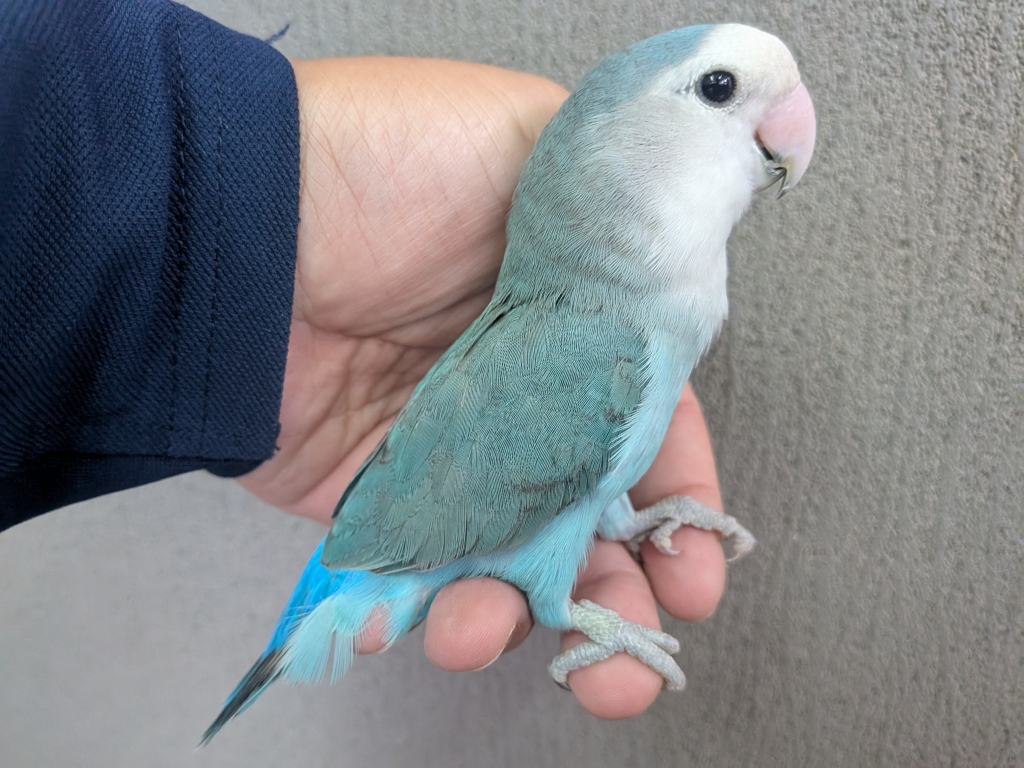 オラフ HOKA ONEONE 【並行輸入品】 ONE ホカ オネオネ 1141470