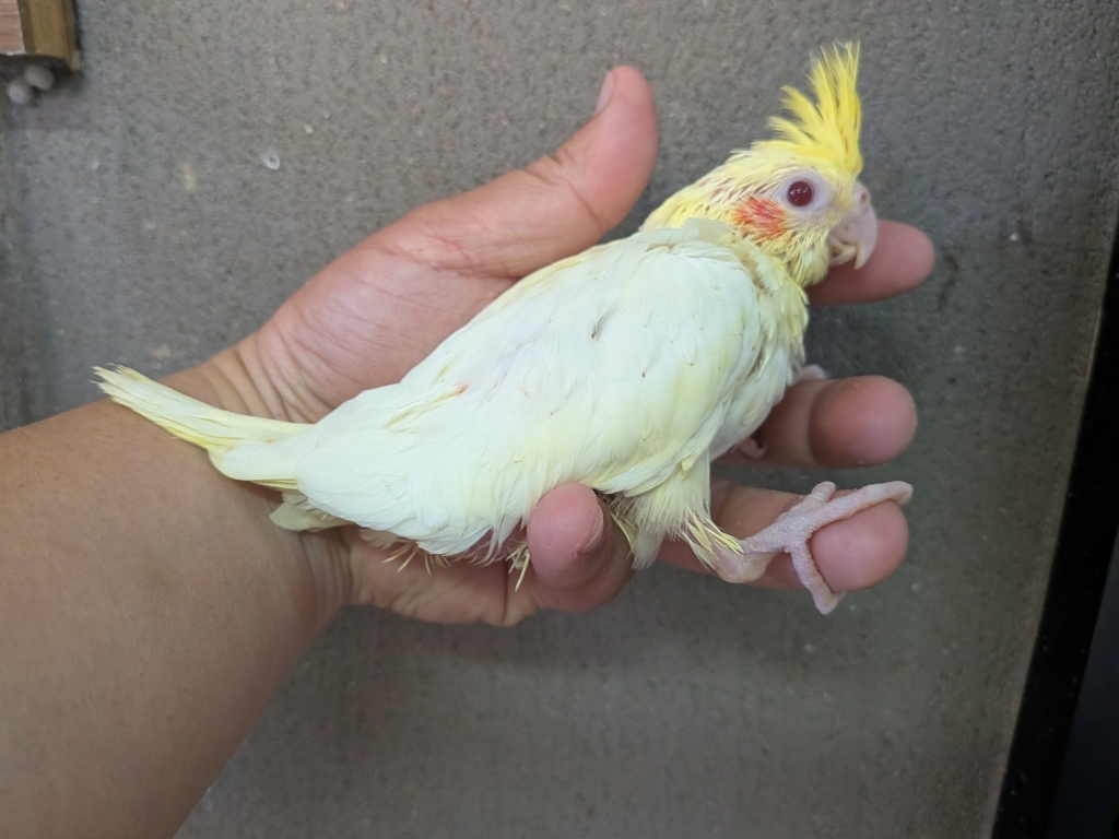 オカメインコ ルチノー ヒナ 手乗り | LOVEBIRDFUKUOKA（ラブバード