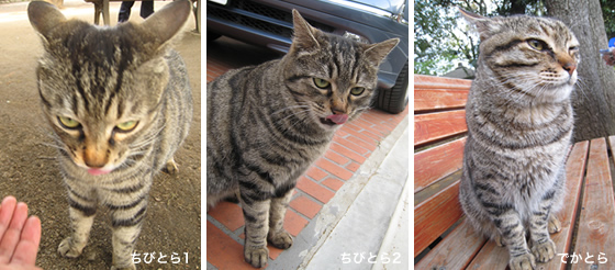 公園猫