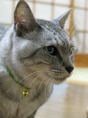 猫の首輪 お客様の声