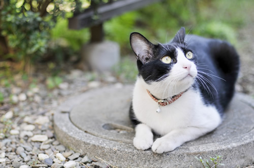 猫の首輪 シャビくん