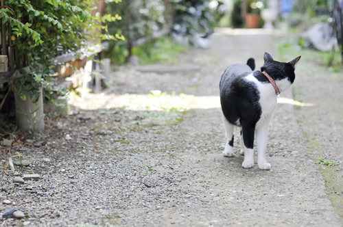 猫の首輪 シャビくん