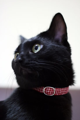 猫の首輪