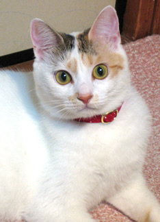 猫首輪