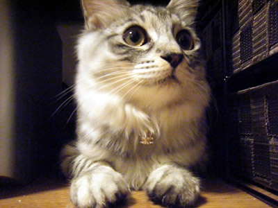 猫の首輪 お客様の声
