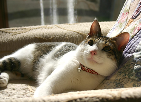 猫の首輪 唐草模様