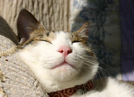 猫 首輪 唐草模様