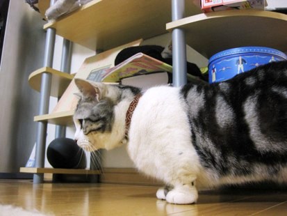猫 首輪 クチコミ