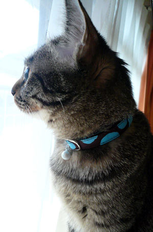 猫 首輪 クチコミ