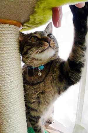 猫 首輪 クチコミ