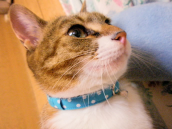 猫 首輪 クチコミ