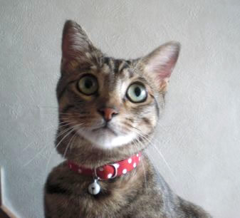 猫 首輪