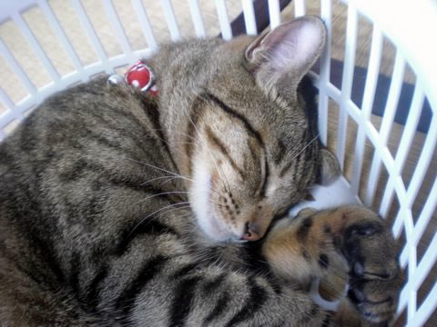 猫 首輪 CONOHA