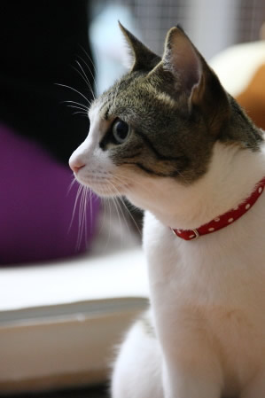 猫 首輪 かわいい