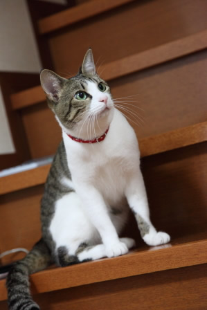 猫 首輪 かわいい