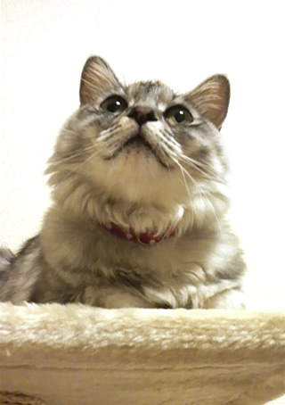 猫 首輪 おしゃれ