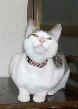 猫 首輪 おしゃれ