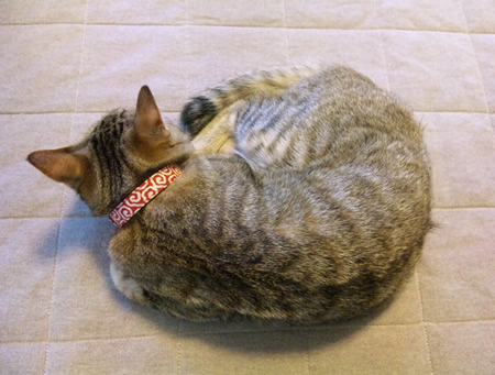 猫 首輪 和柄