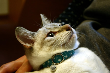 猫 首輪 かわいい