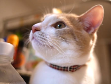 猫 首輪 おしゃれ