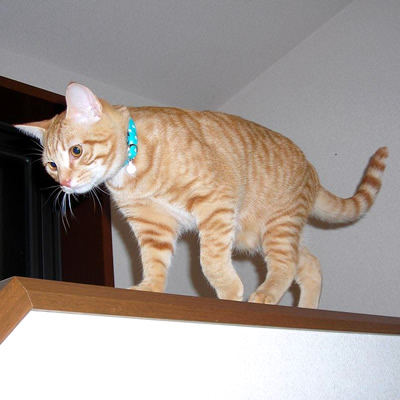 猫 首輪 おしゃれ
