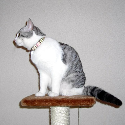 猫 首輪 おしゃれ